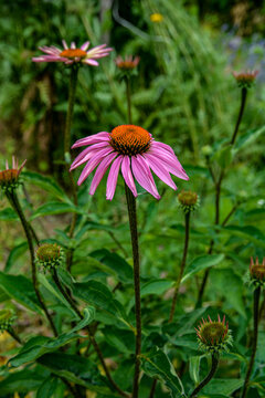 beautiful echinacea flower with butterfly