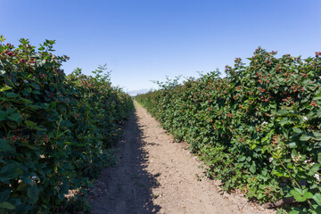 Fototapeta na wymiar Boysenberry or blackberry ripening in the field