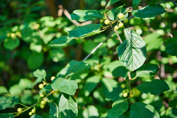 Kruszyna pospolita, Frangula alnus Mill.