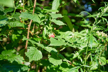 Malina właściwa, Rubus idaeus L.