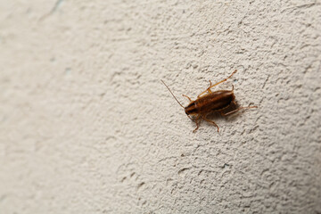 Brown cockroach on white floor, top view. Space for text