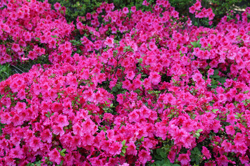 Obraz premium Beautiful azalea bush with pink flowers growing outdoors, closeup. Spring season