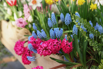 Fototapeta premium Many different flowers in wooden crate, closeup. Spring season