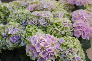 Beautiful hydrangea plant with colorful flowers as background, closeup