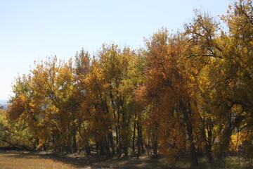 Cottonwood trees in early Fall