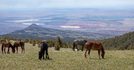 Band of five wild horses grazing in the mountains of western United States