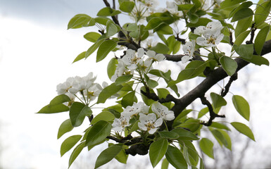 Pear tree with white blossoms, closeup view. Spring season