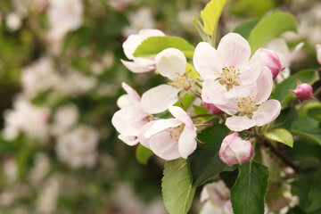 Apple tree with beautiful blossoms on blurred background, closeup and space for text. Spring season