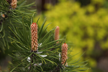 Fototapeta na wymiar Pine tree with blossoms outdoors on spring day, closeup. Space for text