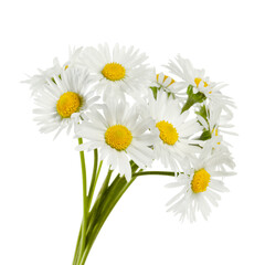 Bunch of beautiful daisy flowers on white background