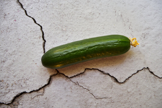 Ogórek Bilder Durchsuchen 3,195 Archivfotos, und