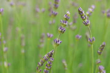 Beautiful lavender on blurred background, closeup. Space for text