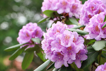Beautiful violet rhododendron flowers on bush outdoors, closeup