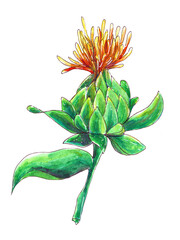 Watercolor illustration with sufflower. An isolated object on a white background.