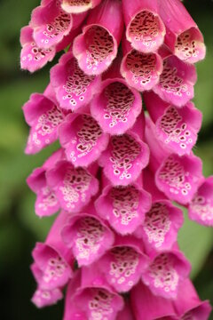 Pink Canterbury Bell flower