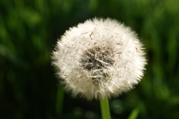 Beautiful fluffy dandelion on sunny day, closeup view
