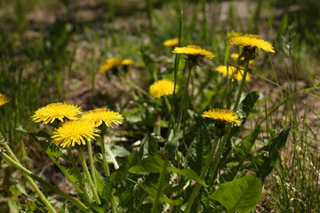 Beautiful blooming dandelions in green meadow, closeup