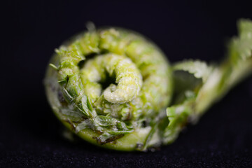 green fern leaf on black background macro photo
