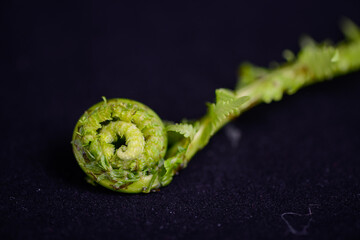 fresh green fern leaf on dark background macro
