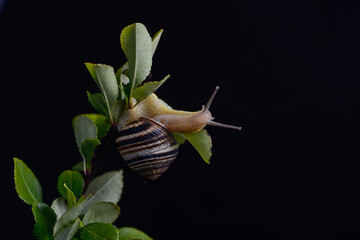 snail with a striped shell on a green branch on a dark background
