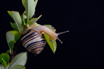 snail with a striped shell on a green branch on a black background
