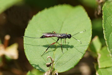Close up female parasitic wasp Xorides on a leaf. Subfamily Xoridinae, family ichneumon wasps or ichneumonids (Ichneumonidae). Dutch garden. Summer, July, Netherlands.