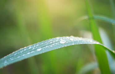 water drop on sugar cane leaf in local sugar cane farm in rainy season. selective focus.