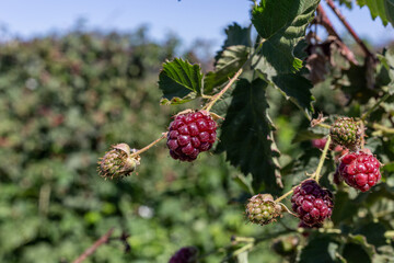 Boysenberry or blackberry ripening in the field