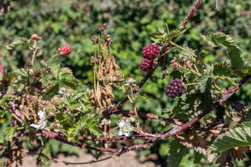 Boysenberry or blackberry ripening in the field
