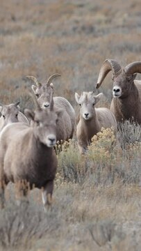 Big Horn Sheep Ram pushing herd through the brush in Wyoming as one stops to took ahead.