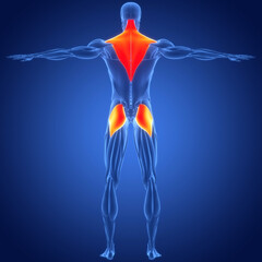 Human Muscular System Trapezius and Gluteus Maximus Muscles Anatomy - obrazy, fototapety, plakaty