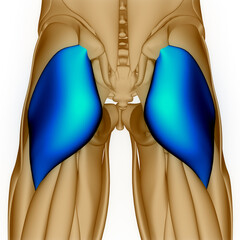 Human Muscular System Leg Muscles Gluteus Maximus Muscle Anatomy