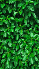 Abstract background of tropical green leaves