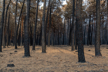 Wild pine forest, burned, with the ground covered with needles, after a fire in the Sierra de la Culebra, Zamora, Spain.