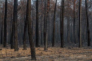 State of the Scots pine forest after a fire in the Sierra de la Culebra, Zamora, Spain.
