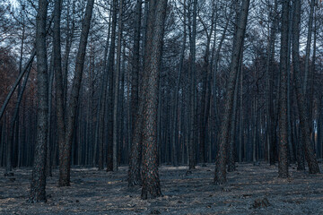 Scots pine forest charred after a fire in the Sierra de la Culebra, Zamora, Spain.