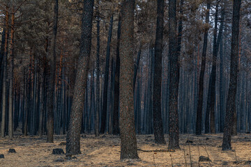 Wild pines after a fire in the Sierra de la Culebra, Zamora, Spain.