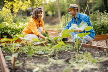 Man and woman mulch green pumpkins with cutted grass on vegetable bed at home garden. Farmers growing and taking care of plants at vegetable garden
