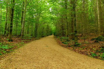 foot path uphill surrounded by young beech forest