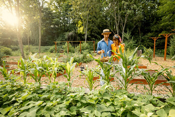 Man and woman pick up fresh corn, harvesting local grown vegetables at home garden. Farmers work at farmland on sunset, wide view. Concept of sustainable and healthy lifestyle