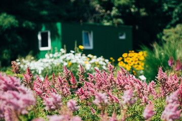 summer garden with nice flowers
