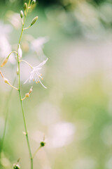 white flowers in the garden
