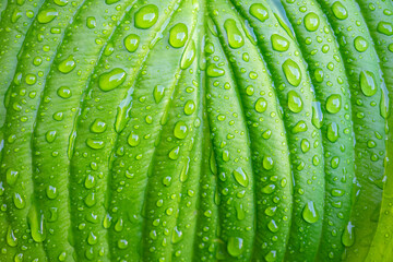 Green plant leaf with water drops after rain close-up