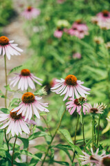 Obraz premium organic echinacea in the garden