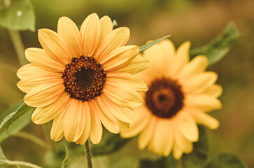 Beautiful close-up of a helianthus