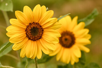 Beautiful close-up of a helianthus