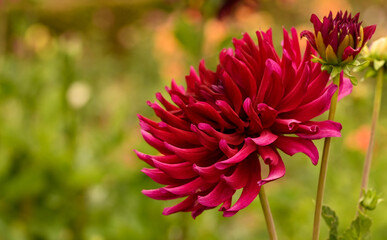 Beautiful close-up of a decorative dahlia