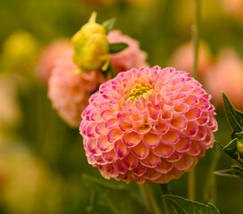 Beautiful close-up of a pink pompon dahlia © Sylvaris Studio
