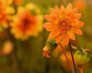 Beautiful close-up of dahlia pinnata flower