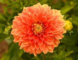 Beautiful close-up of an orange dahlia